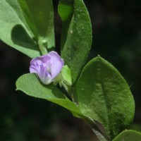 Polygala macrolophos Hassk.